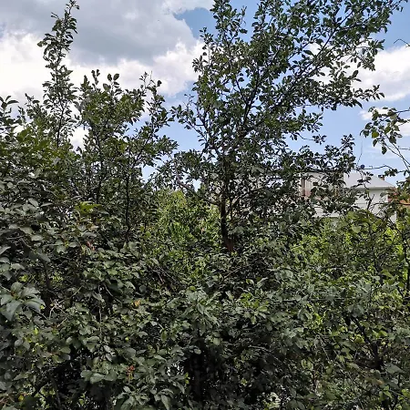 Alfa With Parking Guest house Varna